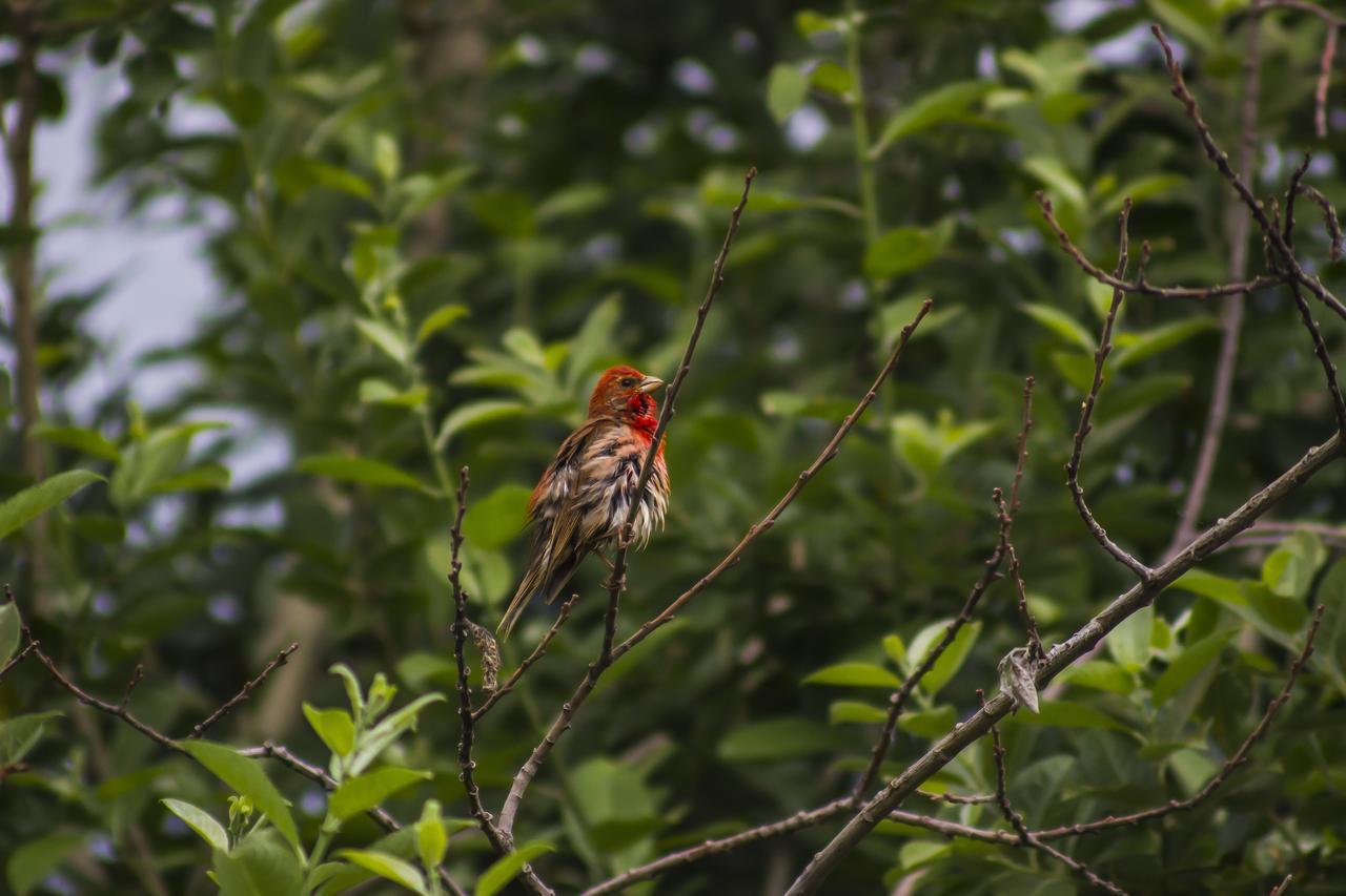 Ski House Bluebird Gudauri Kültér fotó